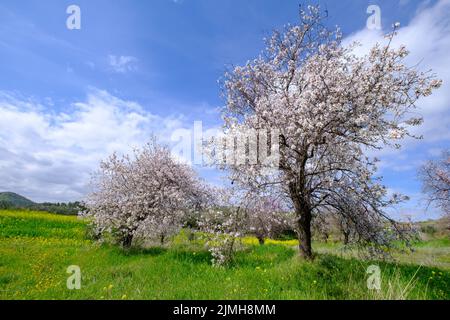 Amandiers aux fleurs rose-blanc. Scène d'arrivée de printemps. Banque D'Images