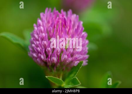 Fleur de trèfle rouge sauvage (Trifolium pratense) isolée sur fond vert naturel. Banque D'Images