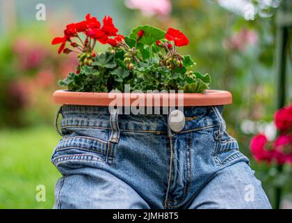 Jardinière de jeans bleus avec fleurs de écarlate rouge de Pelargonium peltatum. Décoration de jardin vintage. Banque D'Images