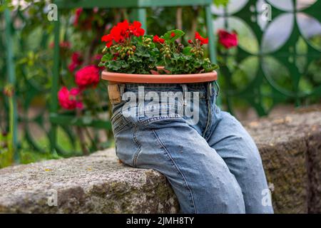 Jardinière de jeans bleus avec fleurs de écarlate rouge de Pelargonium peltatum. Décoration de jardin vintage. Banque D'Images