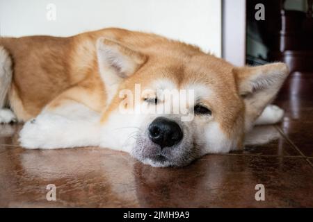 Un grand magnifique chien de la race Akina Inu se repose sur le sol et se délase à l'appareil photo. Banque D'Images