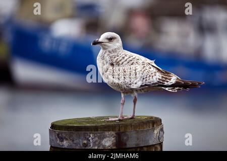 Jeune Goéland argenté (Larus argentatus) dans le port, Buesum, Dithmarschen, Allemagne, Europe Banque D'Images