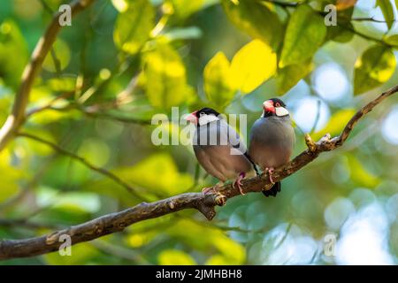 Deux petits Java Sparrow à Tucson, Arizona Banque D'Images