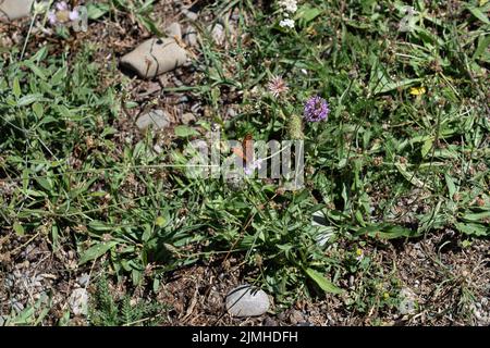 Gros plan détaillé d'un Fritillaire tacheté (Melitaea didyma) Banque D'Images