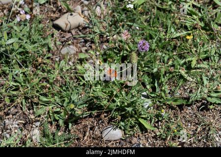 Gros plan détaillé d'un Fritillaire tacheté (Melitaea didyma) Banque D'Images