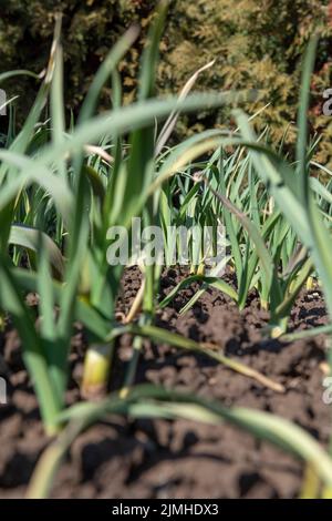 Ail biologique (Allium sativum) poussant dans le jardin. Légumes sains cultivés à la maison. Banque D'Images
