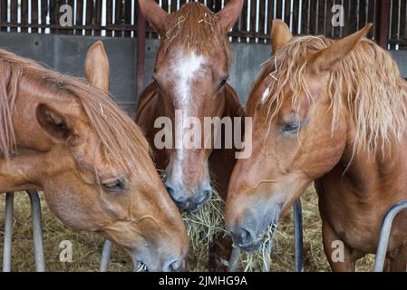 Suffolk Punch mange du foin Banque D'Images