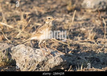 African pipit, Anthus cinnamomemus, adulte unique debout sur une courte végétation, Parc national d'Etosha, Namibie Banque D'Images