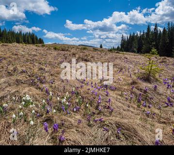 Violet de fleurs Crocus heuffelianus (Crocus vernus) et fleurs alpines en forme de goutte de neige au printemps plateau de montagne carpathien, Royaume-Uni Banque D'Images