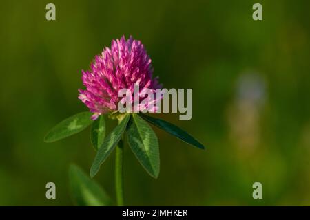 Le trèfle rouge (Trifolium pratense) Banque D'Images