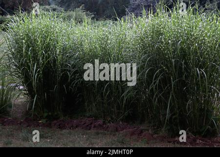 Miscanthus sinensis petite herbe verte zébrée Banque D'Images