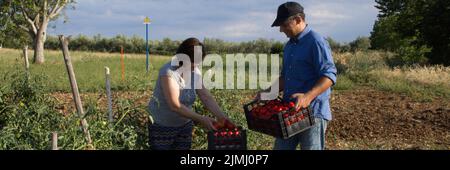 Image d'un homme et d'une femme qui cueille des tomates à la campagne avec le tracteur en arrière-plan. Culture et récolte de tomates pour les pâtes Banque D'Images