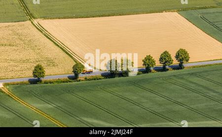 Vue aérienne, rangée d'arbres sur la route de campagne, près de Garbeck, Balve, pays aigre, Rhénanie-du-Nord-Westphalie, Allemagne, DE, Europe, arbres verts, photographie aérienne Banque D'Images