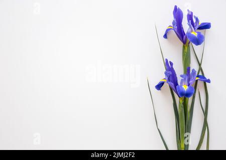 Fleurs de l'iris violet isolées sur fond blanc Banque D'Images