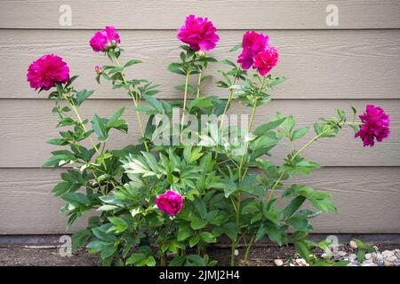 Pivoines roses, Paeonia lactiflora, qui se blotissent au printemps contre un bâtiment. Wichita, Kansas, États-Unis Banque D'Images