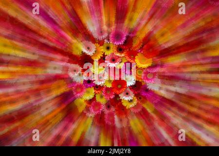 Rouge, rose, jaune et blanc asters. Floral background. Banque D'Images