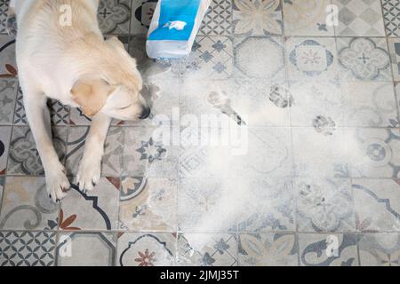 Chien du Labrador se posant à côté d'un paquet inversé de farine saupoudrée sur le sol Banque D'Images