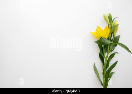 Fleurs de nénuphars jaunes sur fond blanc Banque D'Images