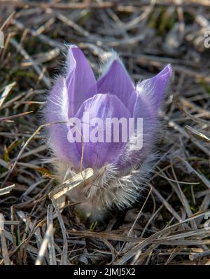 La plus grande fleur de Pasque fleurit sur la prairie. Pulsatilla grandis en pleine floraison au début du printemps. Banque D'Images