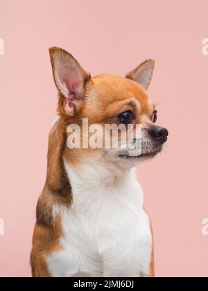 Vue de face joli petit chiot chihuahua avec oreilles alertées en regardant loin Banque D'Images