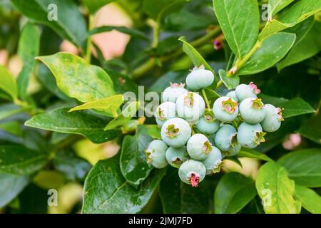 Mûrissement des myrtilles poussant sur la brousse. Bleuets (Vaccinium uliginosum). Gros plan. Été. Banque D'Images