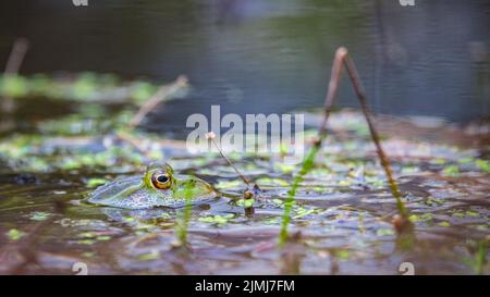 Une grenouille marécageuse nage dans l'eau. Seuls ses grands yeux sont visibles Banque D'Images