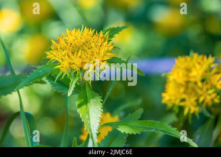 Rhodiola rosea (racine dorée, racine rose, roseroot) fleurit de façon vive Banque D'Images