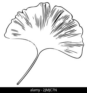 Illustration botanique des feuilles de Ginkgo Biloba isolées sur fond blanc. Silhouette de feuilles Banque D'Images