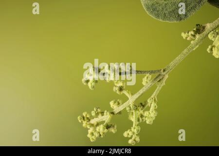 Gros plan sur les fleurs de la toulailler de l'ancien homme (Atriplex nummularia). Usine australienne. Banque D'Images