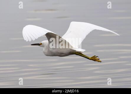 Un aigrette volant au-dessus d'un étang Banque D'Images