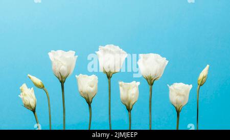 Vue avant roses printanières Banque D'Images