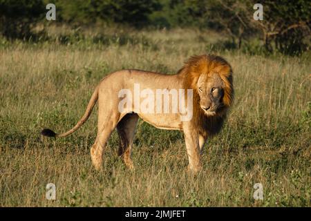 Lion mâle et femelle pendant le coucher du soleil dans la réserve de gibier de Thanta en Afrique du Sud Kwazulu Natal Banque D'Images