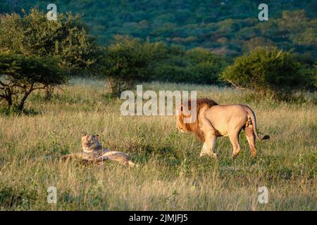 Lion mâle et femelle pendant le coucher du soleil dans la réserve de gibier de Thanta en Afrique du Sud Kwazulu Natal Banque D'Images