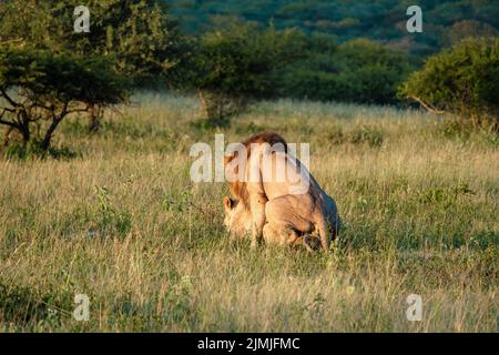 Lion mâle et femelle pendant le coucher du soleil dans la réserve de gibier de Thanta en Afrique du Sud Kwazulu Natal Banque D'Images