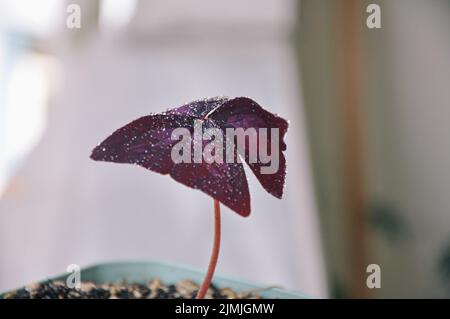 Oxalis purpurea, Oxalis triangularis, fond naturel de grandes feuilles violettes dans le jardin Banque D'Images