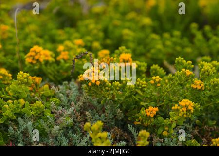 Fleur de sarrasin sauvage, ou fleur de soufre, en fleur sur la plage, Eriogonum umbellatum. Il est originaire de l'ouest de l'Amérique du Nord, de la Californie à Colora Banque D'Images