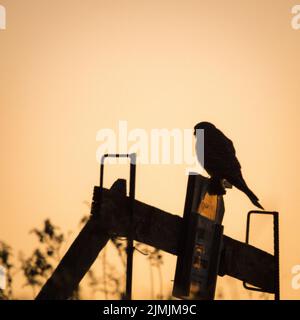 Kestrel sur une perche dans la lumière orange de l'après-midi Banque D'Images