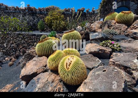 Cactus de taureau d'or (Echinocactus platyacanthus) Banque D'Images