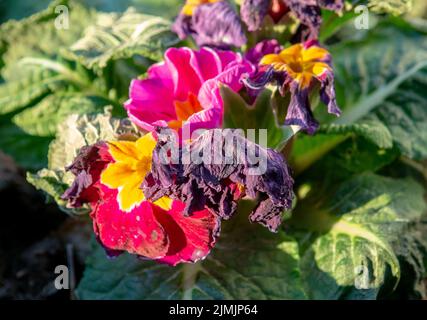 Le gel de primrose commun mordu au début du printemps. Primula endommagée par le gel. Banque D'Images