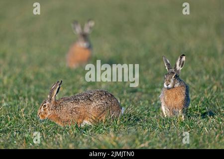 Calme tendu entre buck et lièvre européen femelle dans la saison d'accouplement / Lepus europaeus Banque D'Images