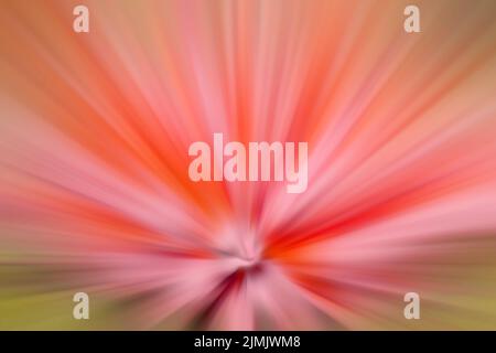 Poutres roses dynamiques. Un flash dans l'espace en perspective. Banque D'Images