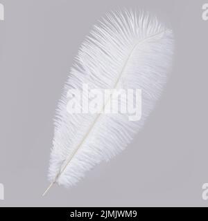 Plume d'autruche blanche isolée sur fond gris Banque D'Images