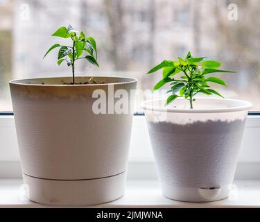 Petites plantes (poivrons) en pots sur le rebord de la fenêtre Banque D'Images