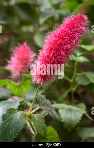 gros plan de fleur de chenille naine, pointes de fleur de couleur rouge, arrière-plan à foyer doux Banque D'Images