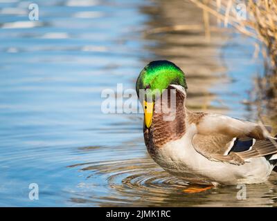 Mignon canard collard se nettoyant sur lac pur de saignée avec réflexion dans l'eau, saignée, slovénie Banque D'Images