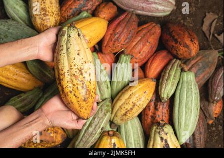 Gousse de cacao jaune dans la main de fermier sur fond coloré de plante Banque D'Images