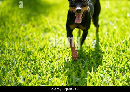 Joli portrait de chien pincher sur fond vert flou Banque D'Images