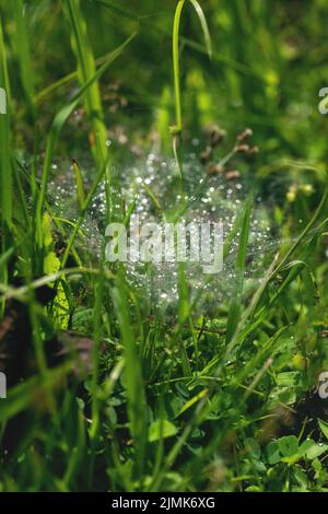 Rosée matinale sur toile d'araignée dans l'herbe verte Banque D'Images