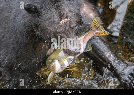 Alaska, forêt nationale de Tongass, réserve naturelle d'Aran. Ours noir américain (SAUVAGE : Ursus americanus) qui attrape du saumon dans la rivière. Banque D'Images