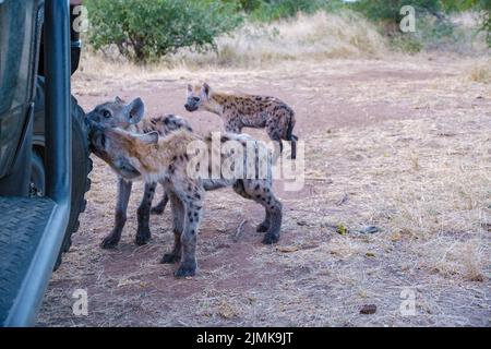 Jeune hyena dans le parc national Kruger Afrique du Sud, famille Hyena en Afrique du Sud Banque D'Images